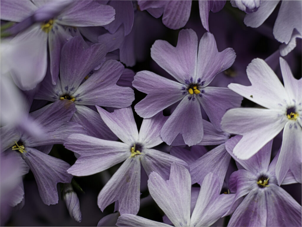 Blüten, lila-weiß