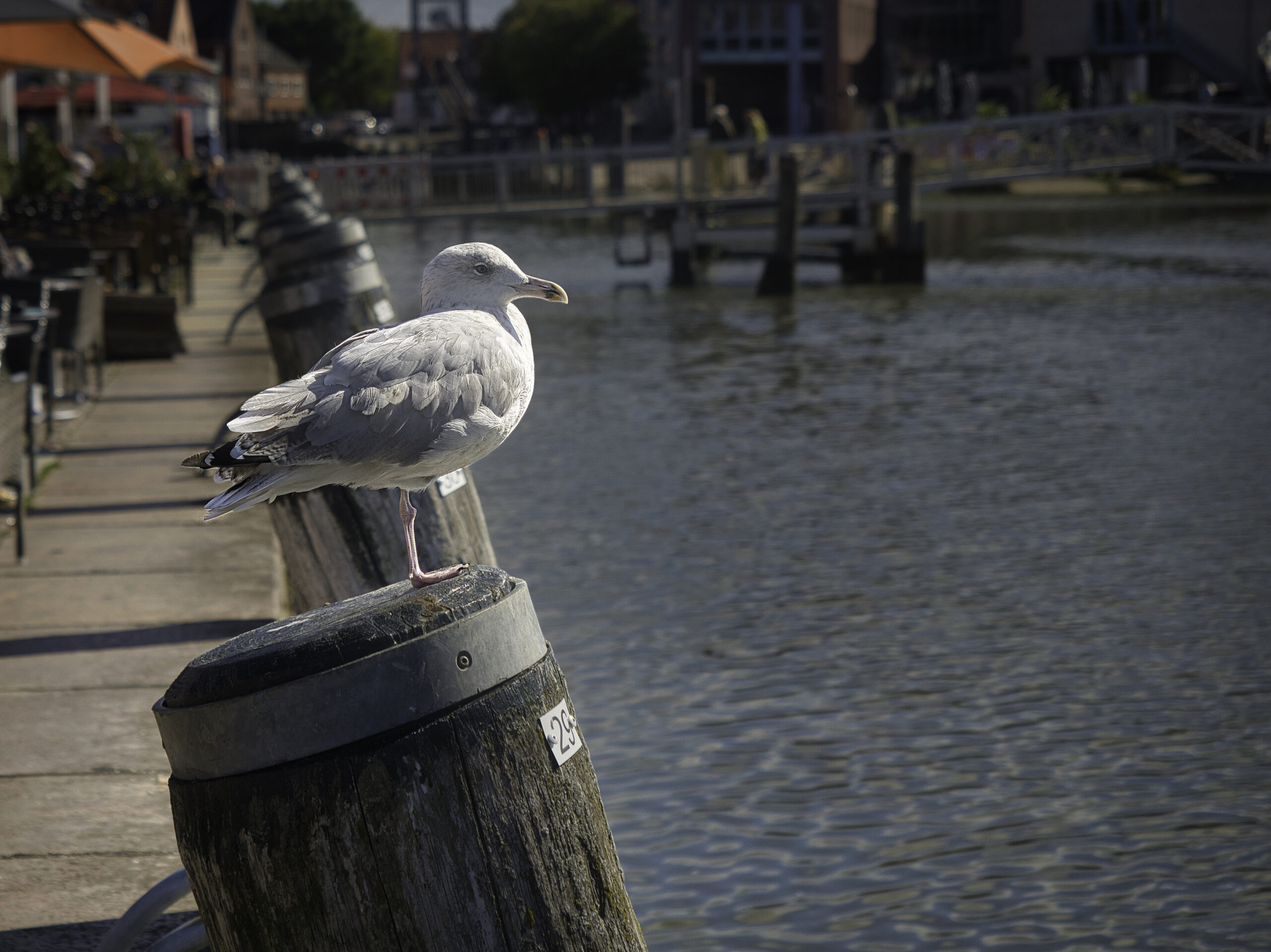 Husum & Meer